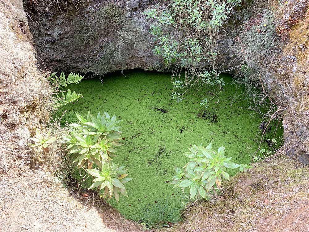 Árbol Garoé - El Hierro - Alberca