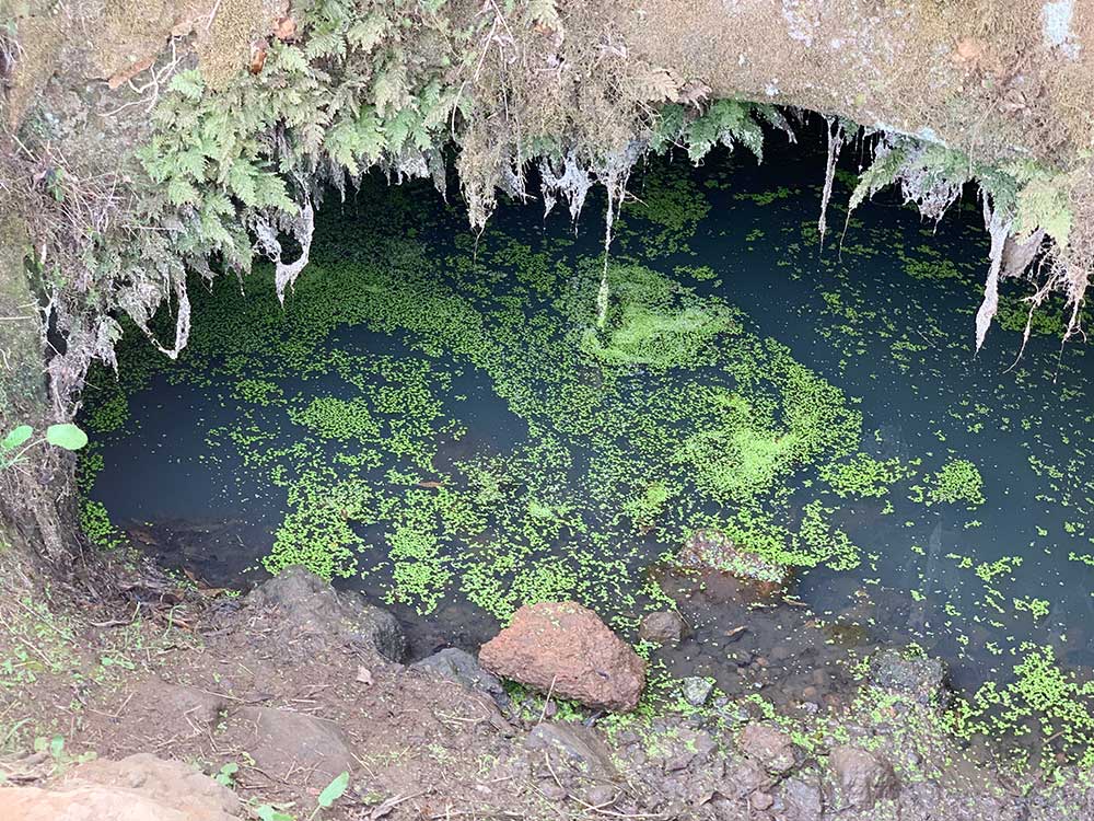 Árbol Garoé - El Hierro - Alberca