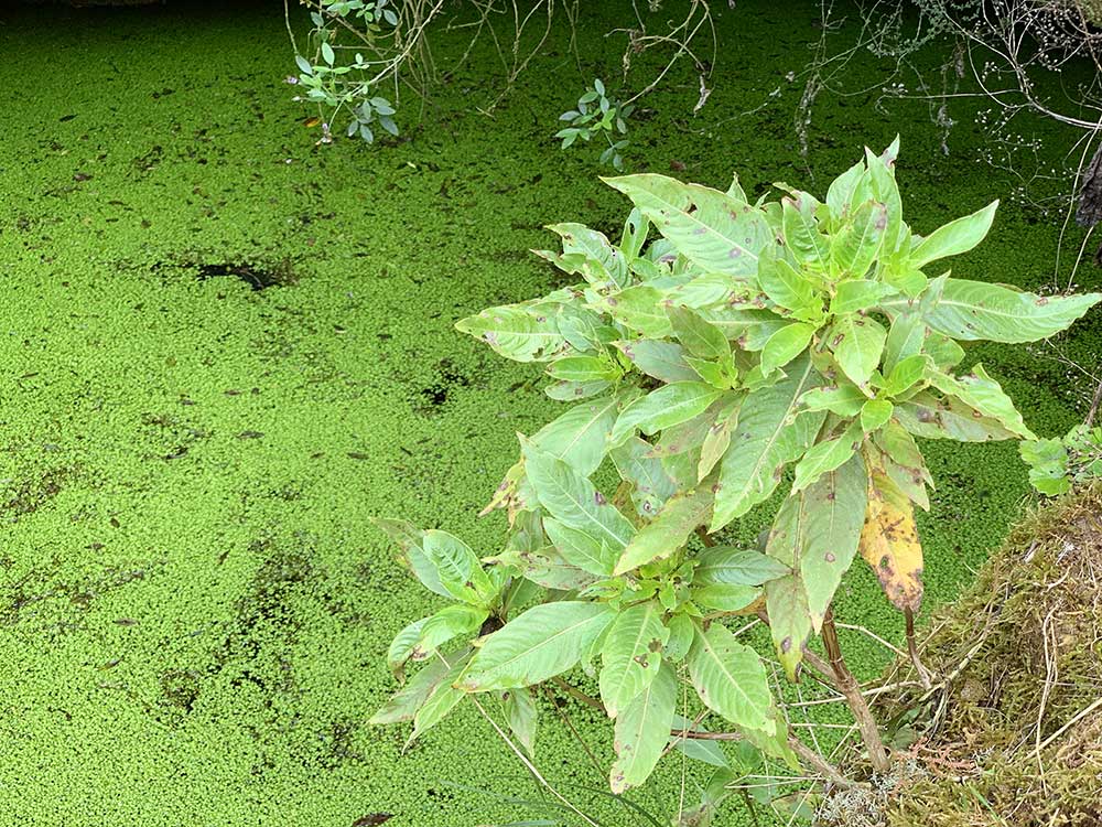 Árbol Garoé - El Hierro - Alberca