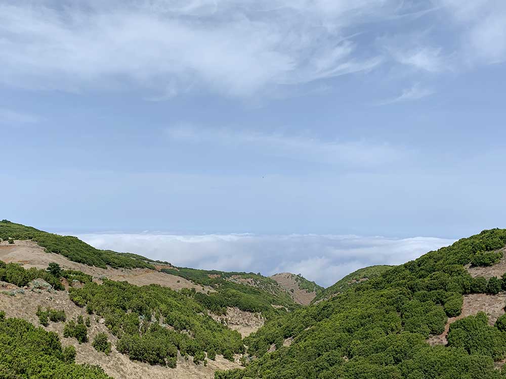 Árbol Garoé - El Hierro - Mar de nubes
