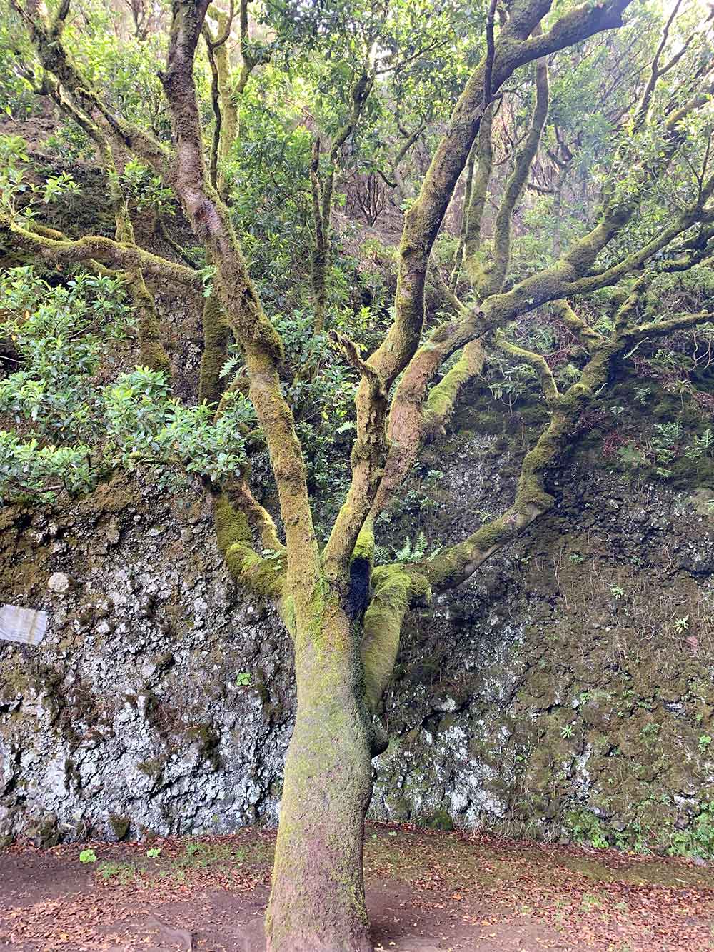 Tilo que se plantó en 1957