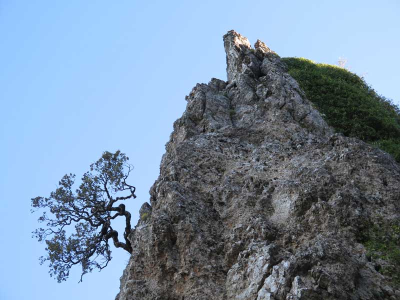 Arbolito saliendo de una pronunciada roca en la cima de la Piedra del Cambrón