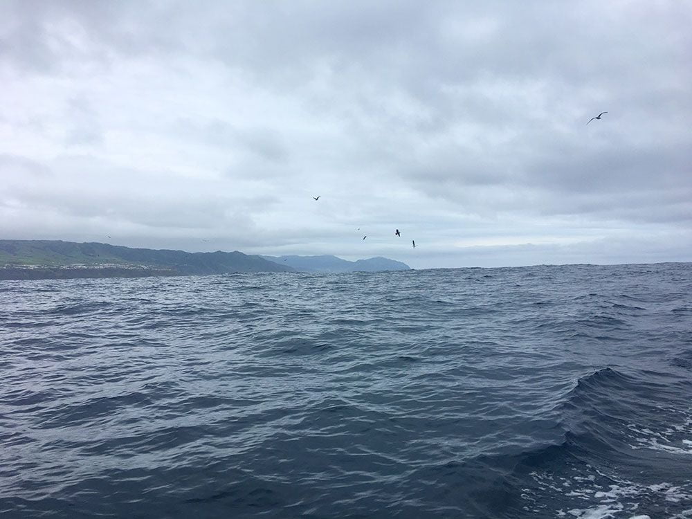 Avistamiento ballenas azores - Whale Watching Terra Azores - Aves sobrevolando el Atlántico