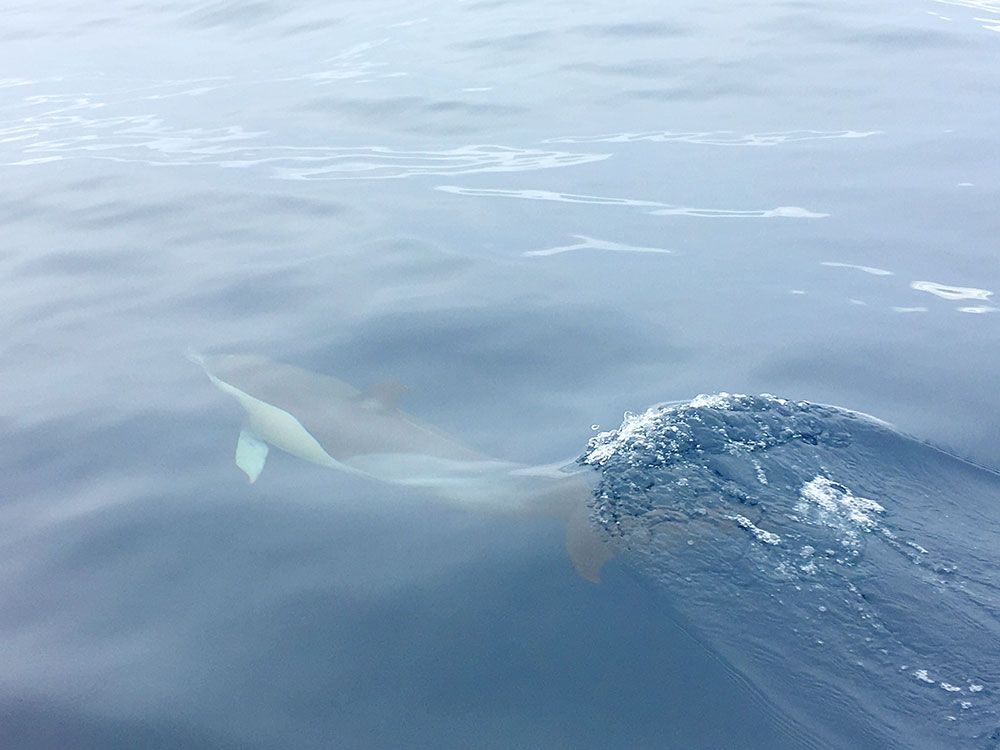 Destinos baratos en invierno - Whale Watching Terra Azores - Delfín bajo el agua