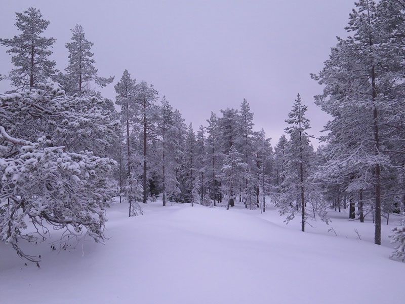 Excursión de raquetas de nieve en Rovaniemi - Paisajes
