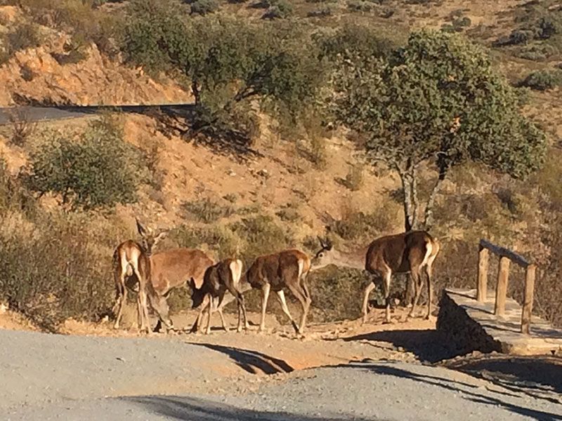 Parque Nacional de Monfragüe - Ciervos en la carretera