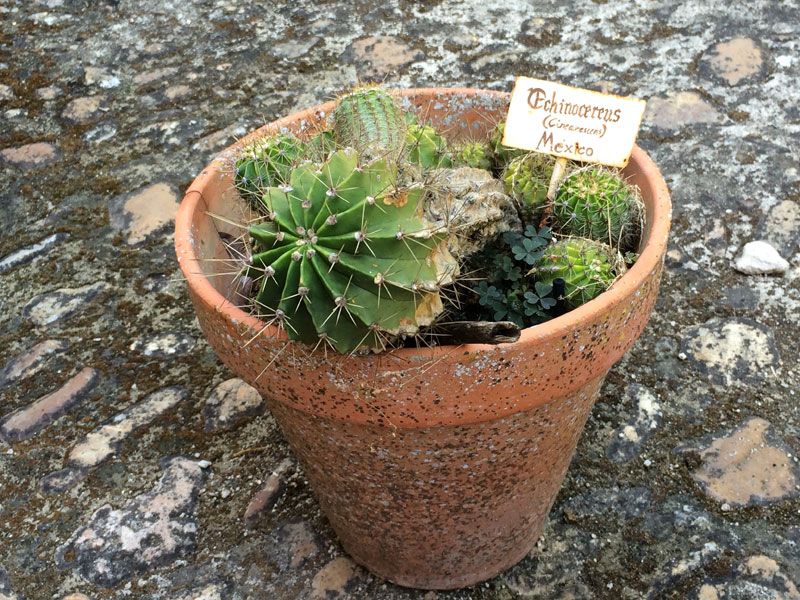 Maceta en el Museo de Francisco Pizarro - Recinto amurallado de Trujillo