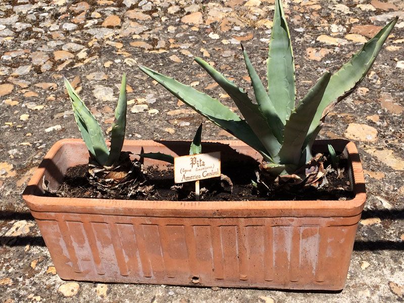 Maceta en el Museo de Francisco Pizarro - Recinto amurallado de Trujillo