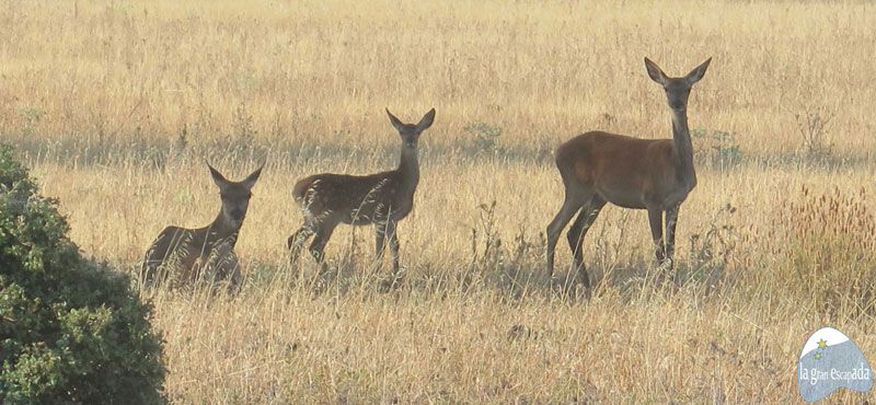Familia de ciervos de la visita guiada Parque Nacional de Cabañeros