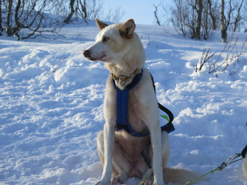 Trineo de perros en Noruega -Tromsø - Huskie posando